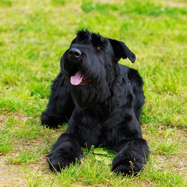 Schnauzers Calendar 2027