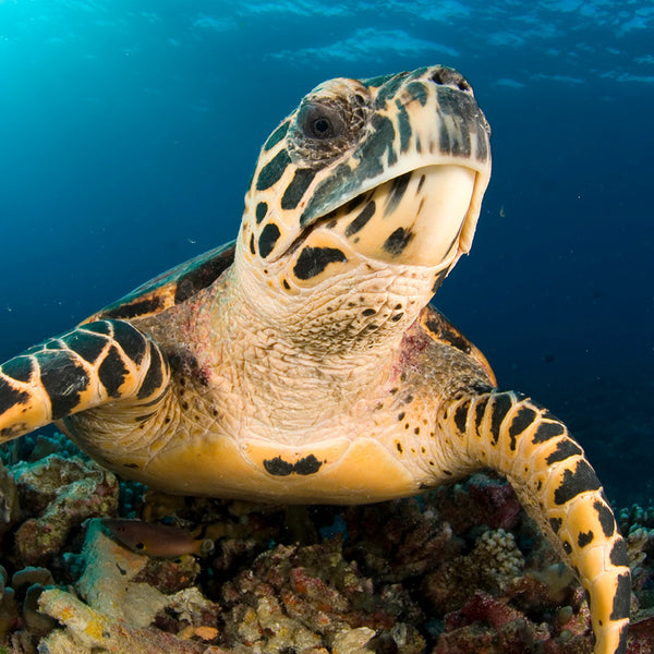 Sea Turtles Calendar 2027