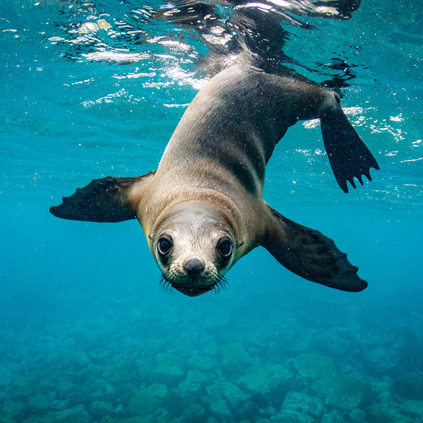 Seals and Sea Lions Calendar 2027
