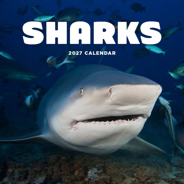 Sharks Calendar 2027