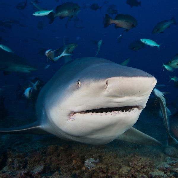 Sharks Calendar 2027