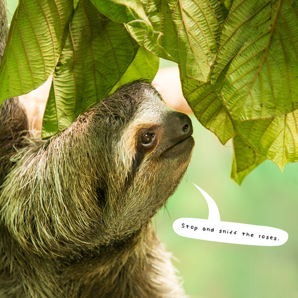 Sloths Calendar 2027