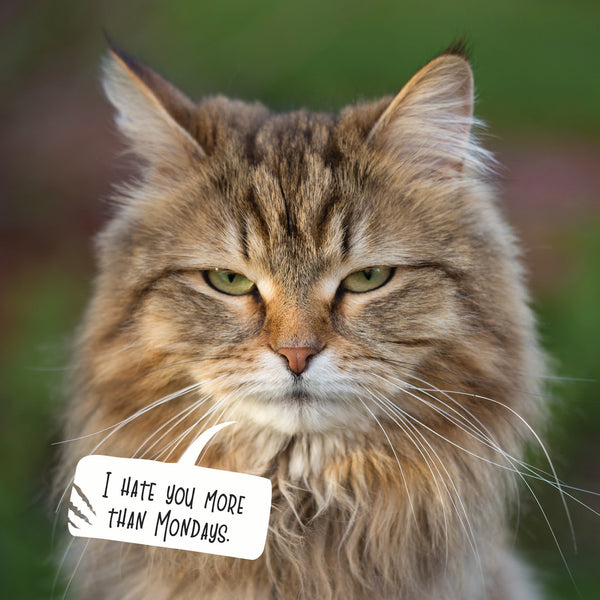Snappy Cat Calendar 2027