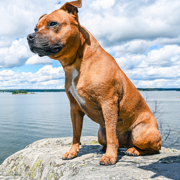 Staffordshire Bull Terriers Calendar 2027