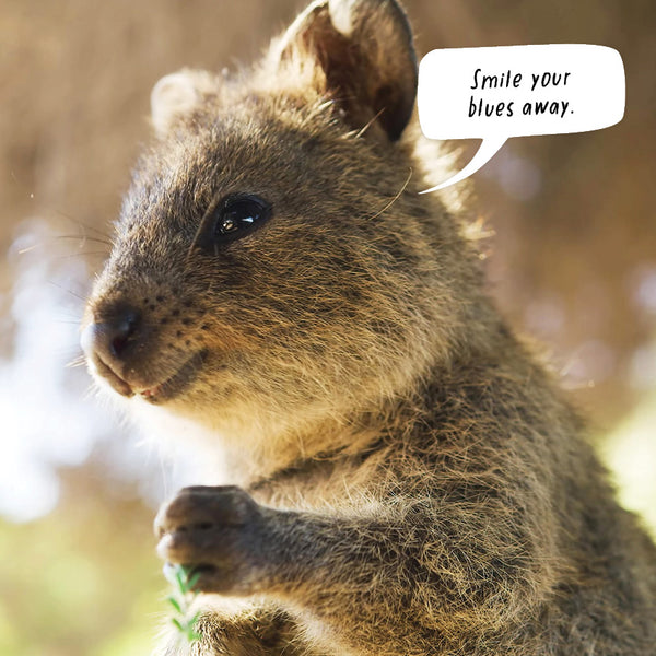 The Happy Quokka Calendar 2027