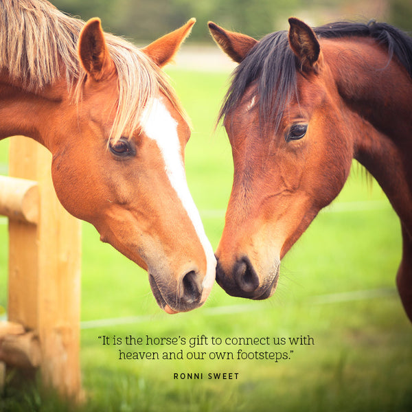 The Love of a Horse Calendar 2027