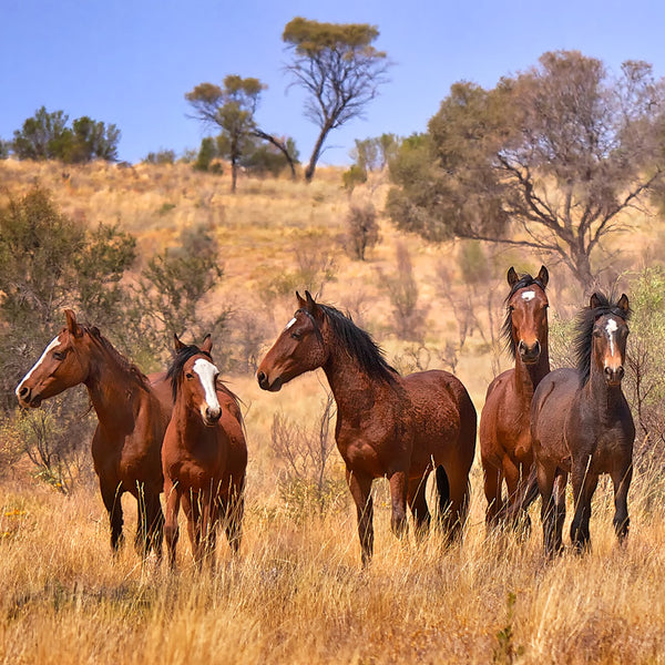 Wild Horses The Brumby Calendar 2027