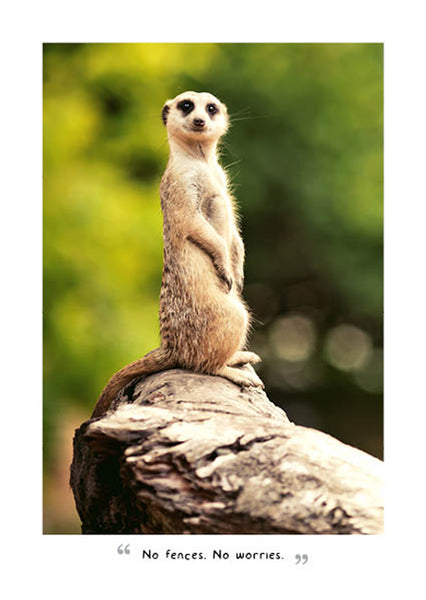 2024 A Meerkats Guide to Life Diary