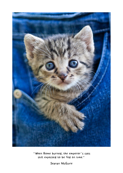 Cats in Small Places 2025 Diary