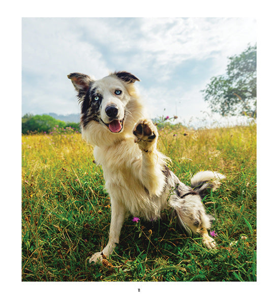 Dogs Life 2027 Diary