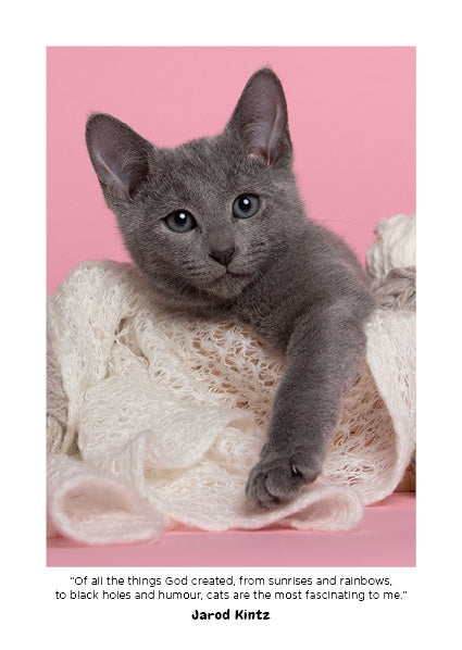 Cute Kittens 2027 Diary