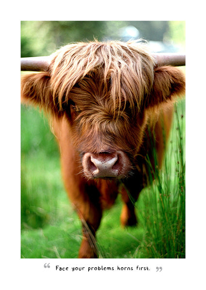 Highland Cows 2027 Diary