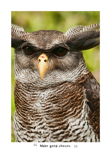 Wise Owls 2027 Diary