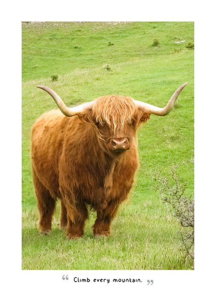 Highland Cows 2025 Diary
