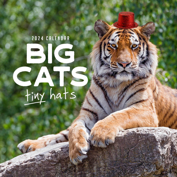 2024 Big Cats Tiny Hats Calendar – Cover Image