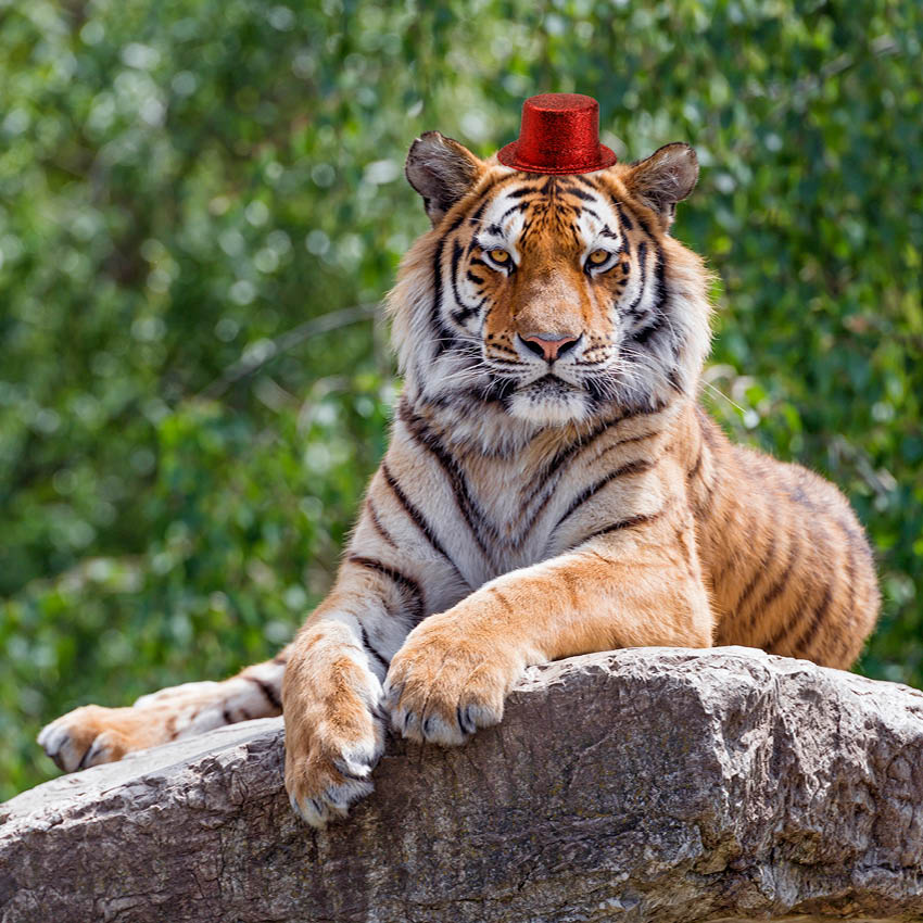 2025 Big Cats Tiny Hats Calendar Paper Pocket