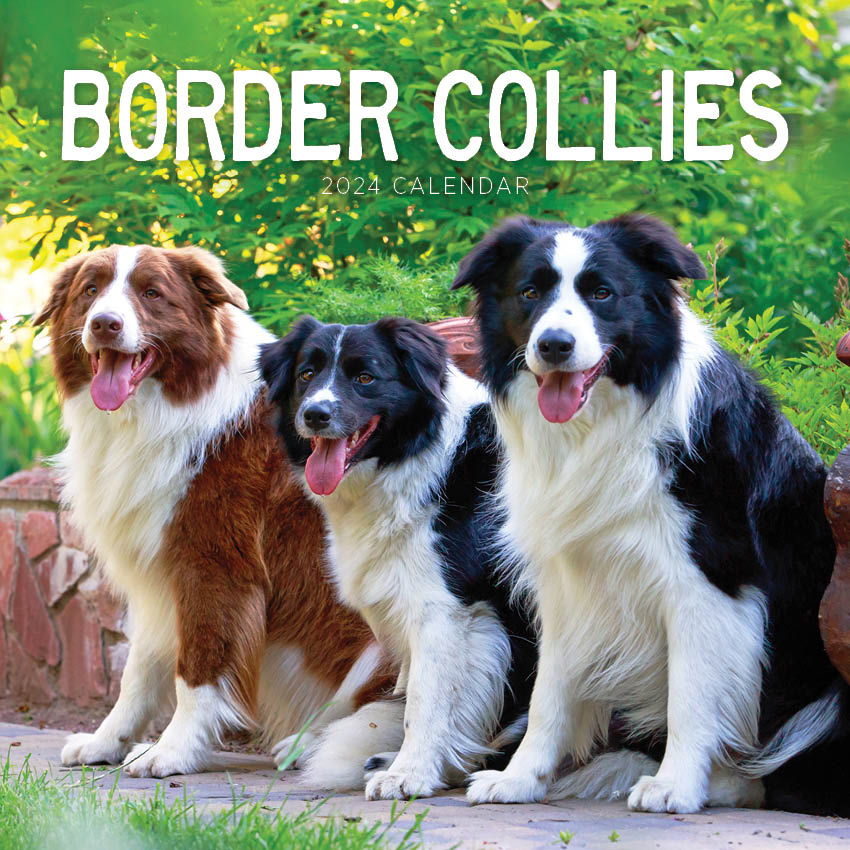 2024 Border Collies Calendar – Cover Image