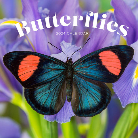 2024 Butterflies Calendar – Cover Image