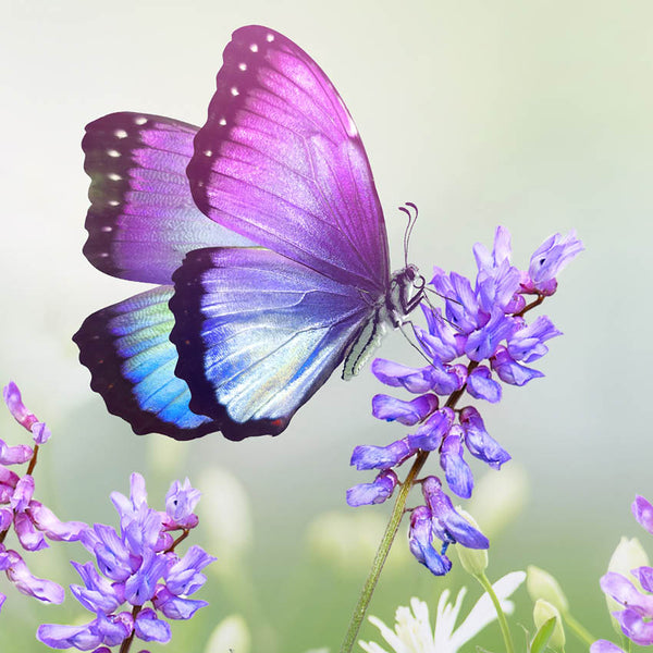 2024 Butterflies Calendar – Internal Image