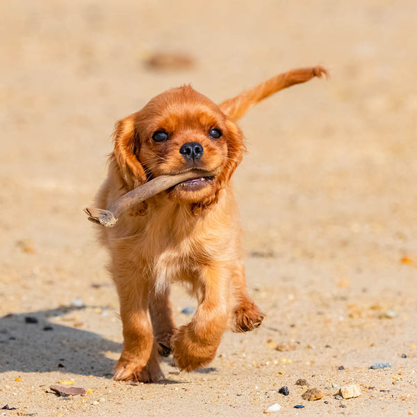 2024 Cavalier King Charles Spaniel Calendar – Internal Image