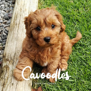 2024 Cavoodle Calendar – Cover Image