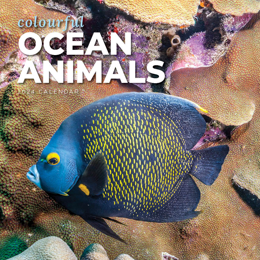 2024 Colourful Ocean Animals Calendar – Cover Image