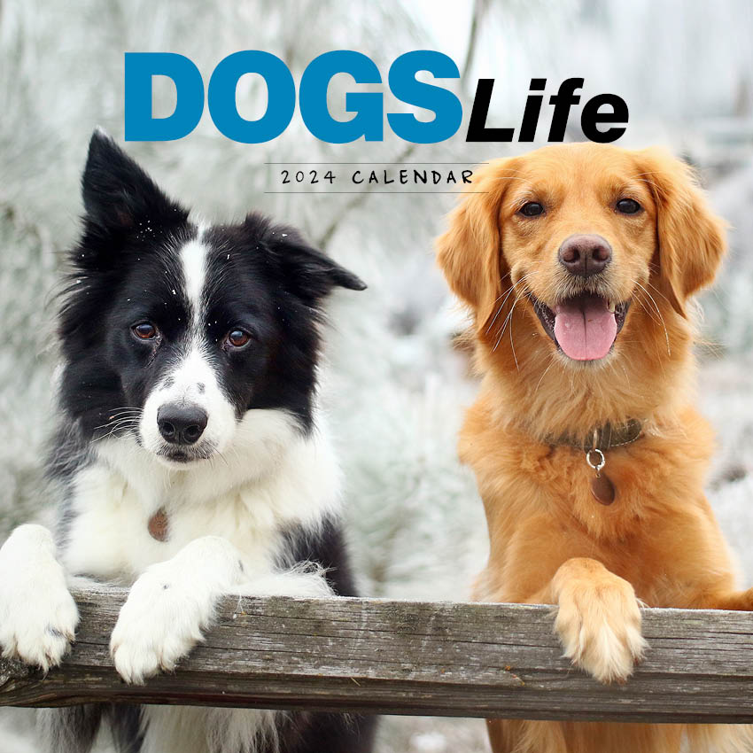 2024 Dogs Life Calendar Paper Pocket