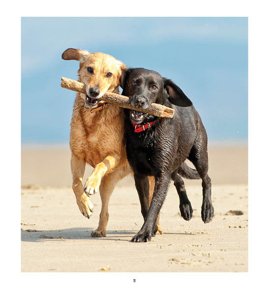 2024 Dogs Life Dairy – Month Overview