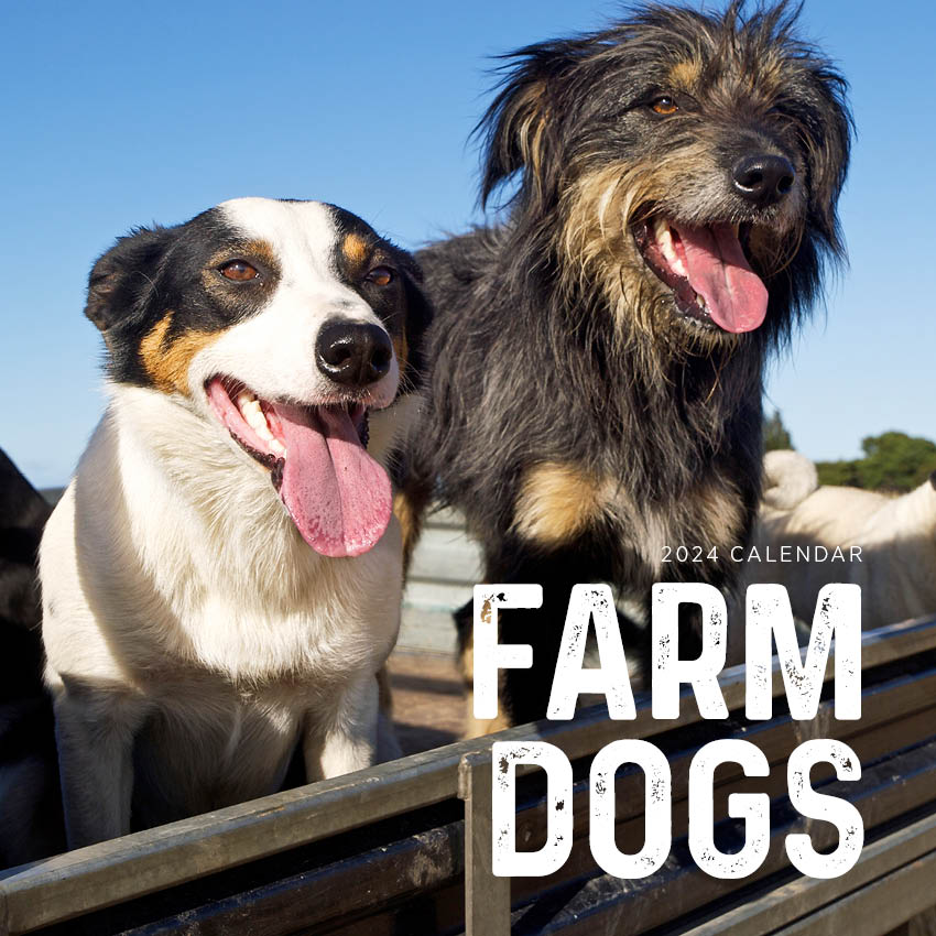 2024 Farm Dogs Calendar – Cover Image