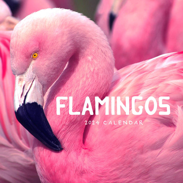 2024 Flamingos Calendar – Cover Image