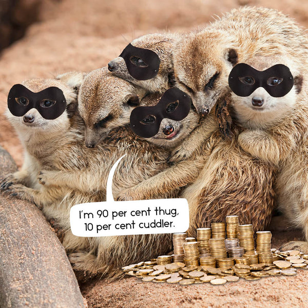 2024 Gangs Of Meerkat Manor Calendar – Internal Image