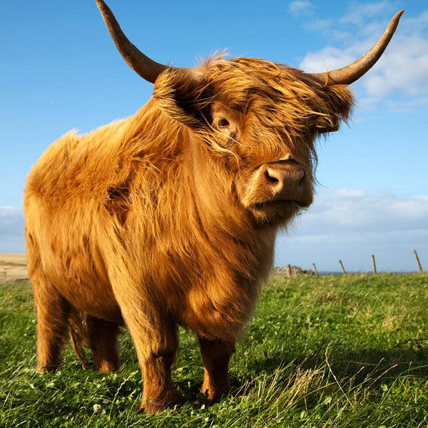 2024 Highland Cows Calendar – Internal Image