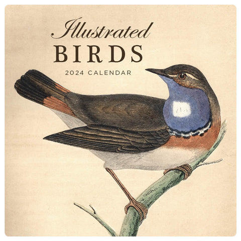 2024 Illustrated Birds Calendar – Cover Image