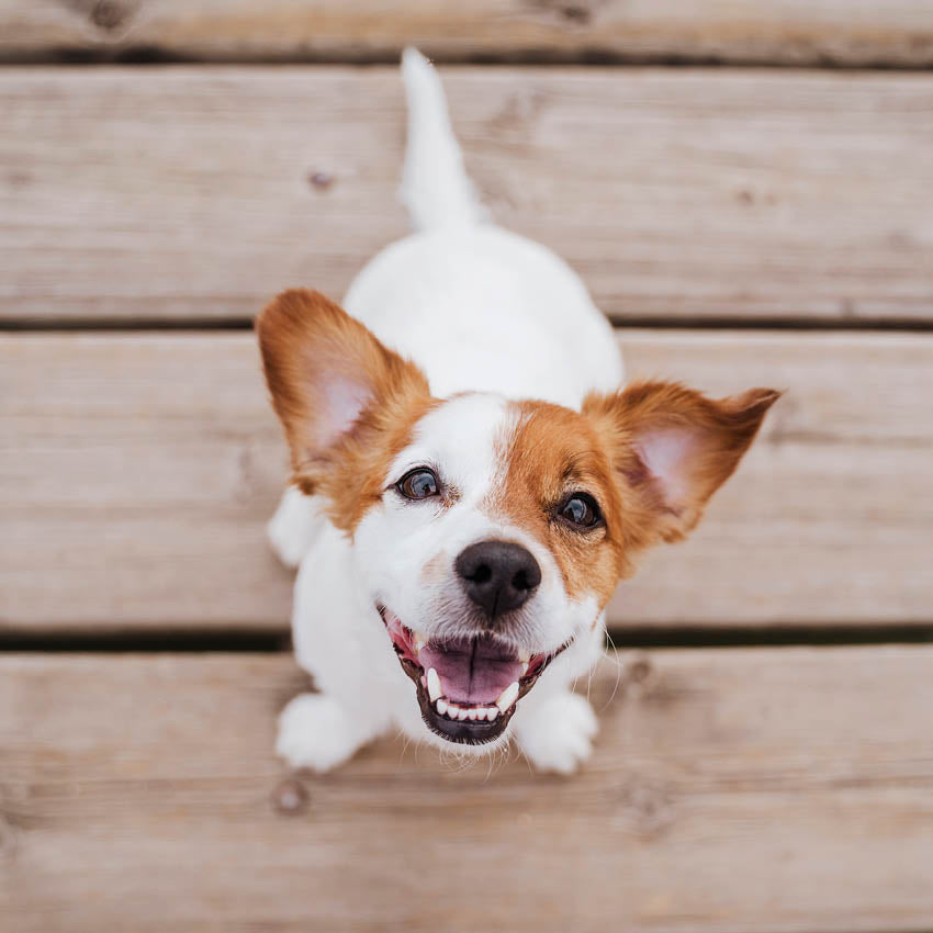 2024 Jack Russell Terrier Calendar Paper Pocket