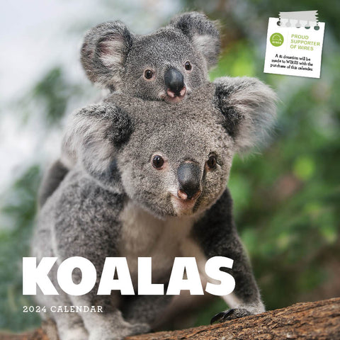2024 Koalas Calendar – Cover Image