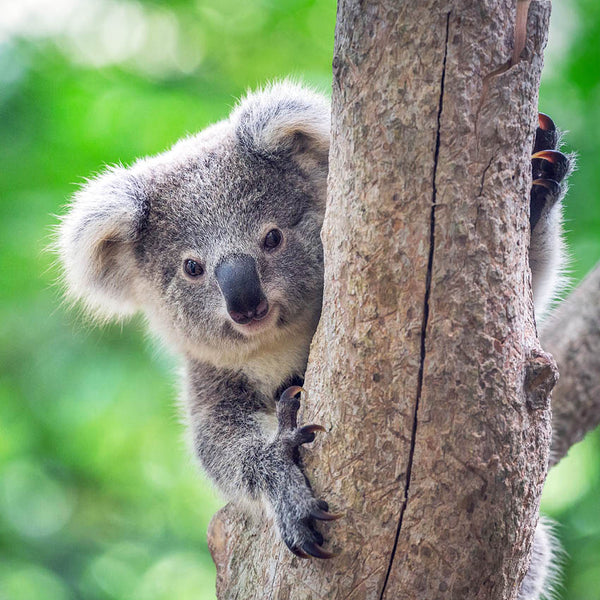 2024 Koalas Calendar – Internal Image