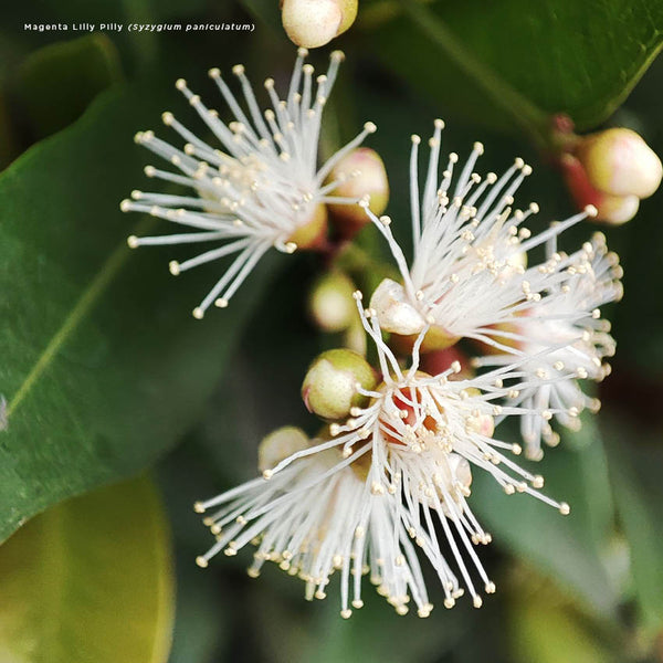 2024 Our Australia Flowers Calendar – Internal Image