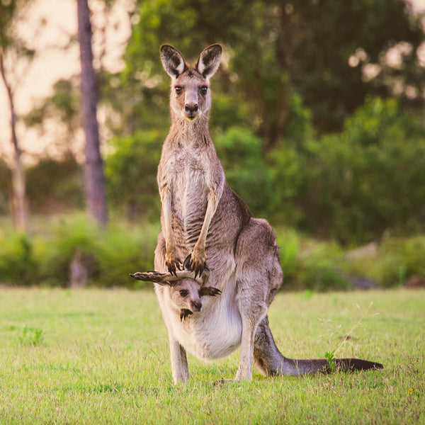 2024 Our Australia Native Animals Calendar – Internal Image