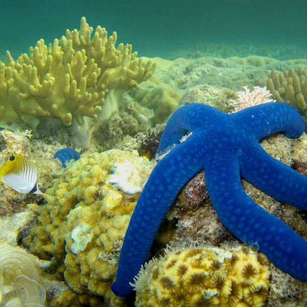 2024 Our Australia Reefs Calendar – Internal Image