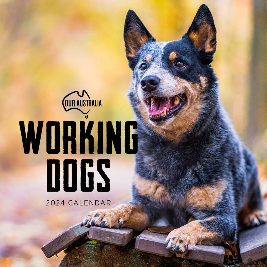 2024 Our Australia Working Dogs Calendar – Cover Image