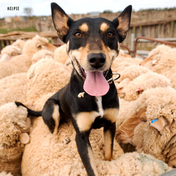 2024 Our Australia Working Dogs Calendar – Internal Image