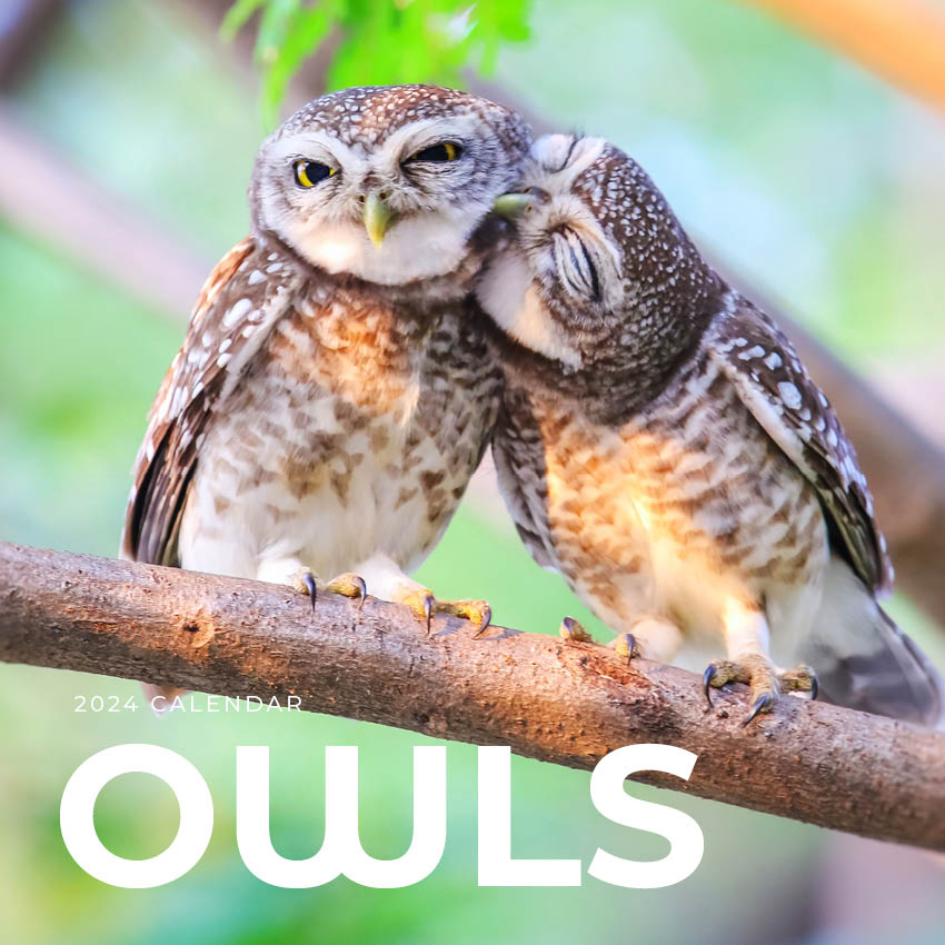 2024 Owls Calendar – Cover Image