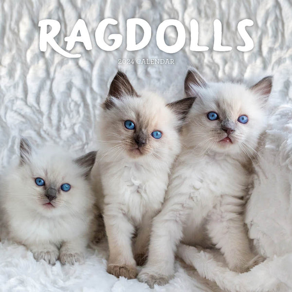 2024 Ragdolls Calendar – Cover Image