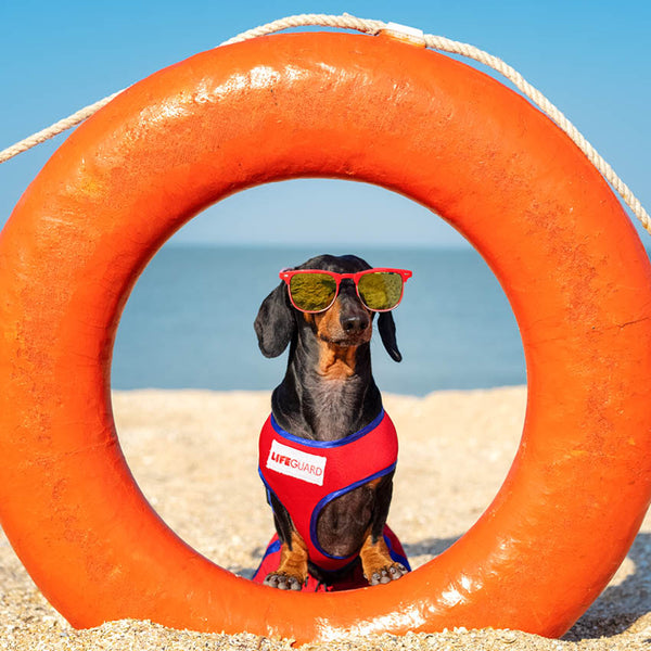 2024 Sausage Dogs Calendar – Internal Image