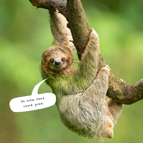 2024 Sloths Calendar – Internal Image