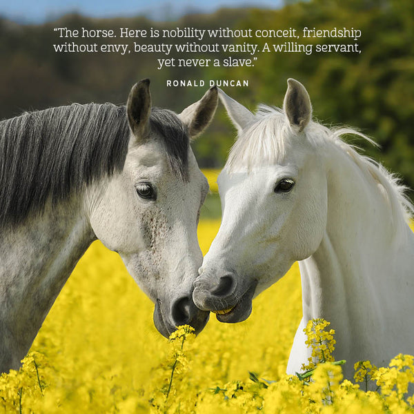 2024 The Love Of A Horse Calendar – Internal Image