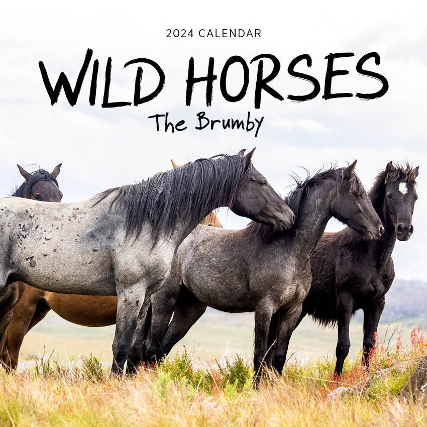 2024 Wild Horses The Brumby Calendar Paper Pocket