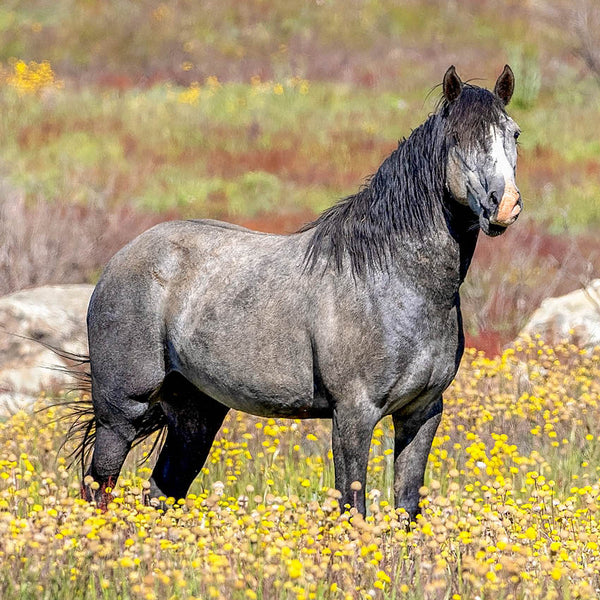 2024 Wild Horses The Brumby Calendar – Internal Image