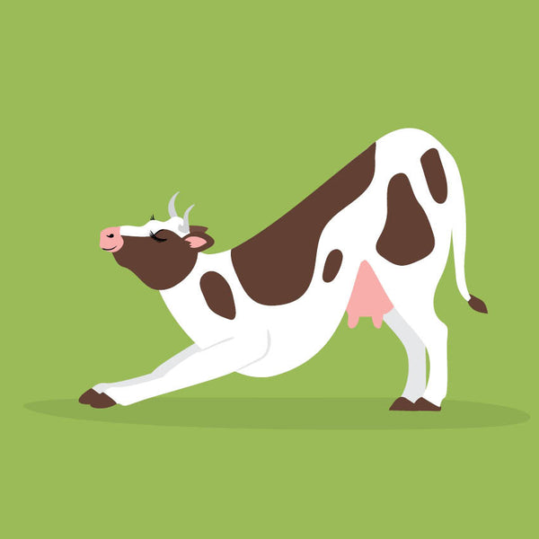 2024 Yoga Cows Calendar – Internal Image