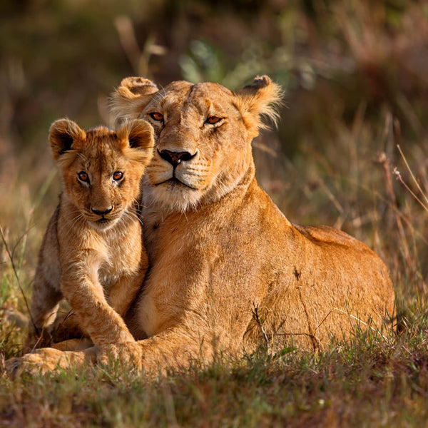 2024 Zoo Babies Calendar – Internal Image